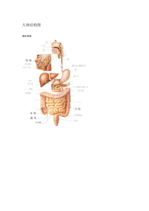 史上最全的人体结构图(中文)