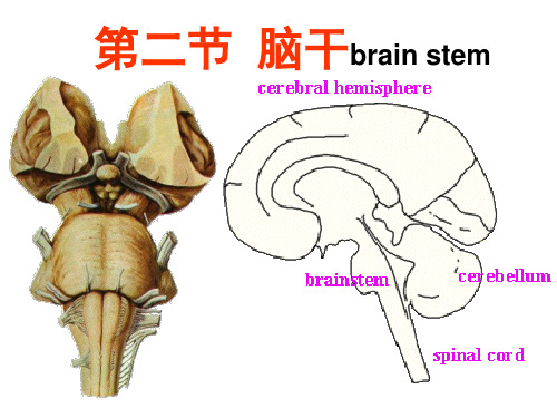 脑干2