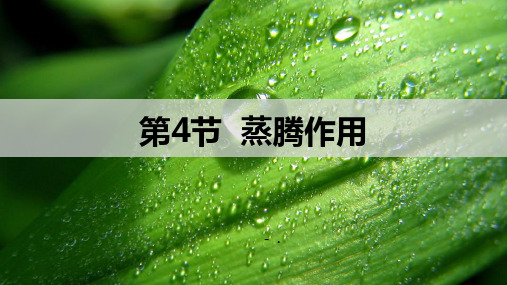 《蒸腾作用》PPT精品课件