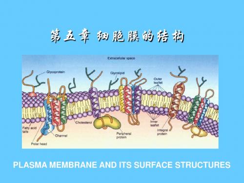细胞膜的结构