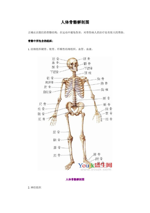 人体骨骼解剖图