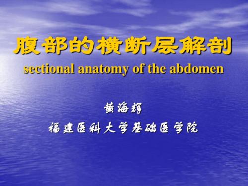 腹部的横断层解剖