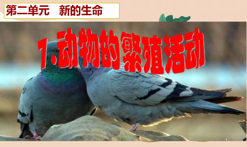 四年级科学动物的繁殖活动