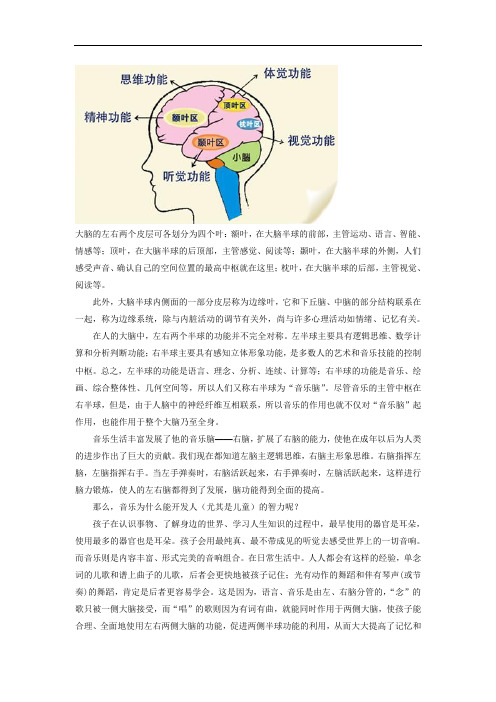 最新大脑的左右两个皮层可各划分为四个叶