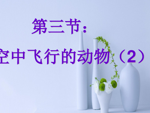 空中飞行的动物PPT教学课件
