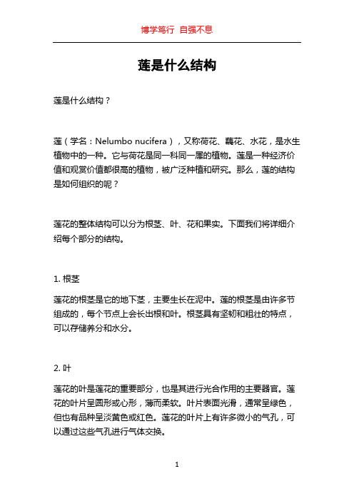 莲是什么结构