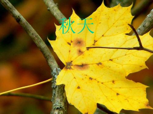 《秋天》课件(人教版七年级上册语文课件)