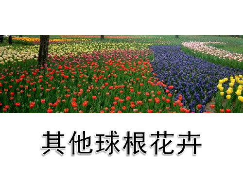球根花卉-其它球根花卉