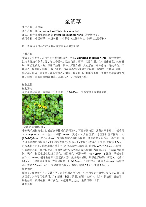金钱草
