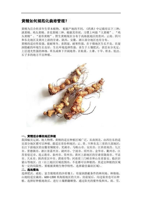 黄精如何规范化栽培管理
