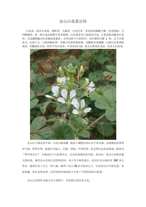 京山白花菜百科