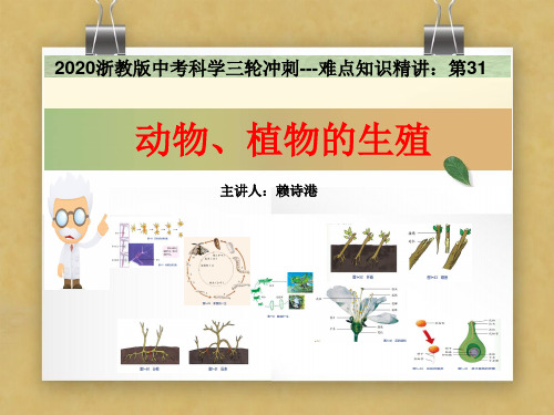 2020浙教版科学中考三轮冲刺--难点知识精讲课件：第31讲 动物、植物的生殖(31张PPt)