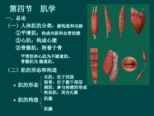 肌学