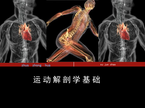 运动解剖学课件