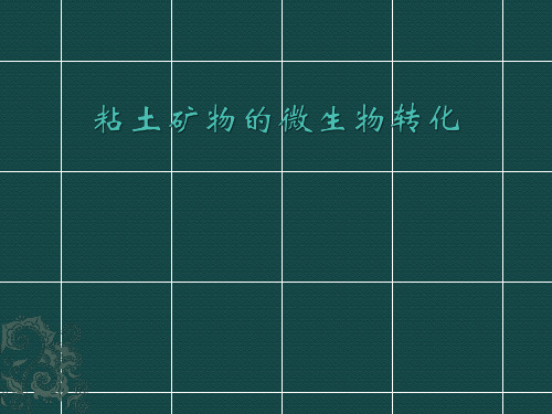 粘土矿物微生物转化
