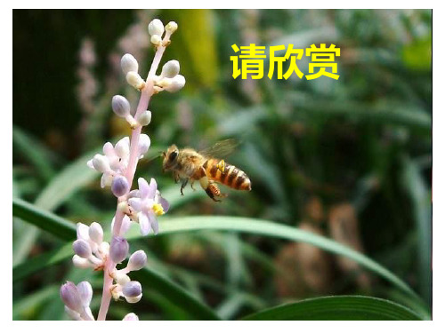 人教版三年级语文上册14《蜜蜂》PPT课件.ppt
