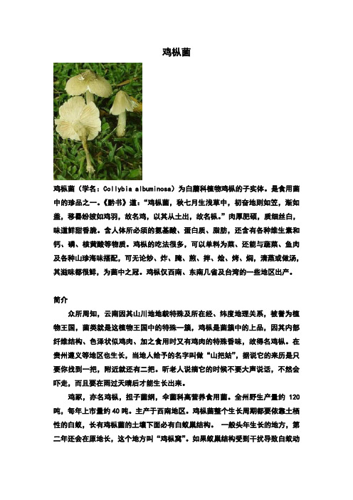 鸡枞菌