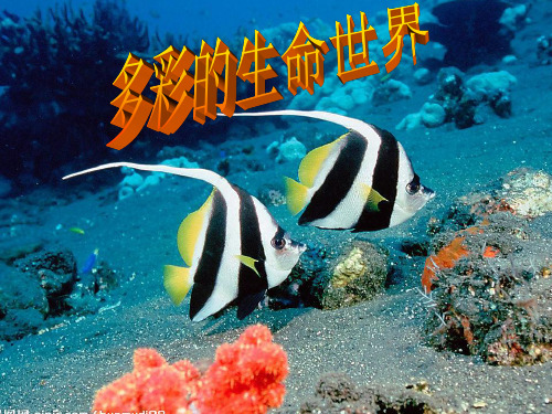 多彩的生命世界2