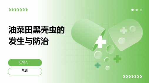 油菜田黑壳虫的发生与防治