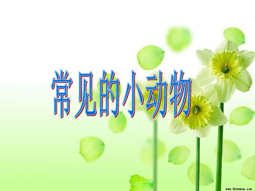 《校园里的小动物》课件