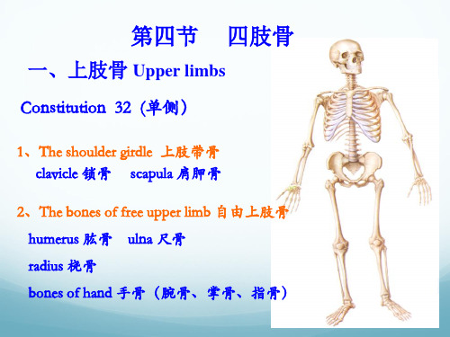 四肢骨及其连接PPT课件