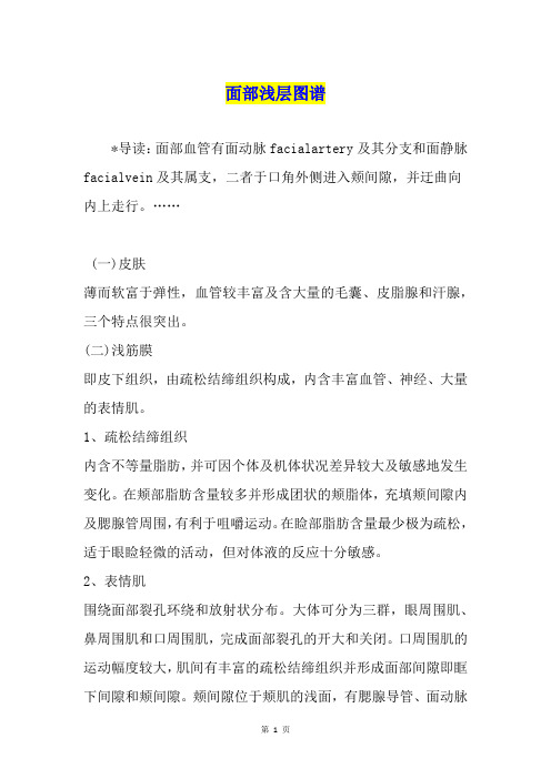 面部浅层图谱