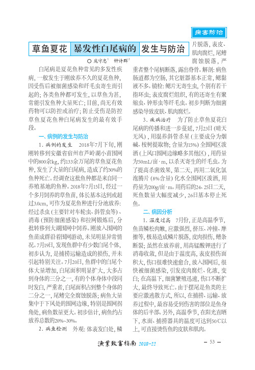 草鱼夏花暴发性白尾病的发生与防治