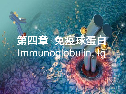 医学免疫学PPT第四章 免疫球蛋白 (1)课件