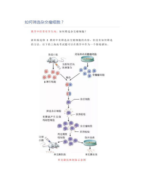 筛选杂交瘤细胞的方法