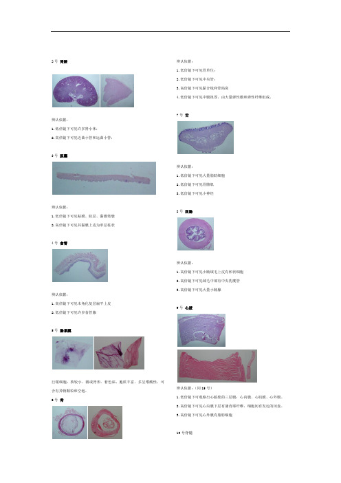切片照片及辨认依据