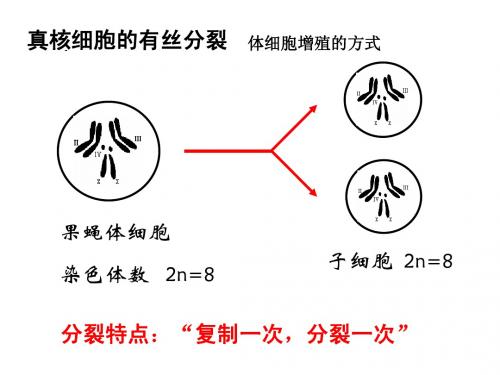 2[1].1_减数分裂和受精作用ppt