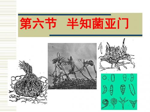 第二章真菌半知菌41