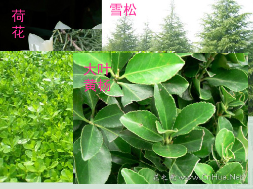 多年生常绿草本植物
