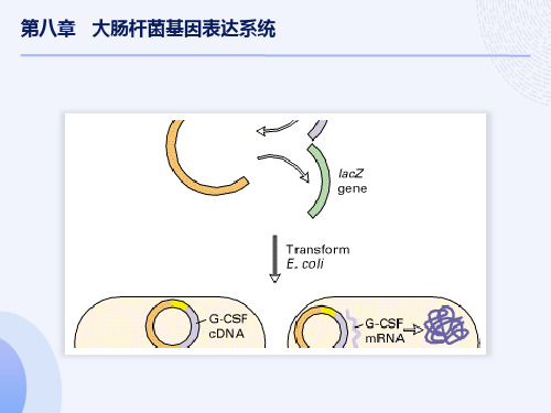 大肠杆菌基因表达系统