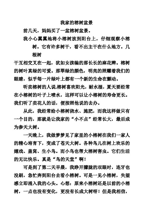 我家的榕树盆景