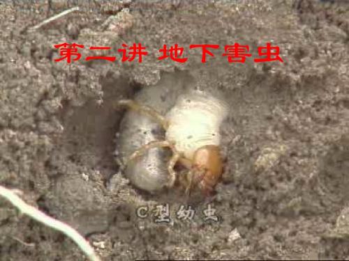 地下害虫