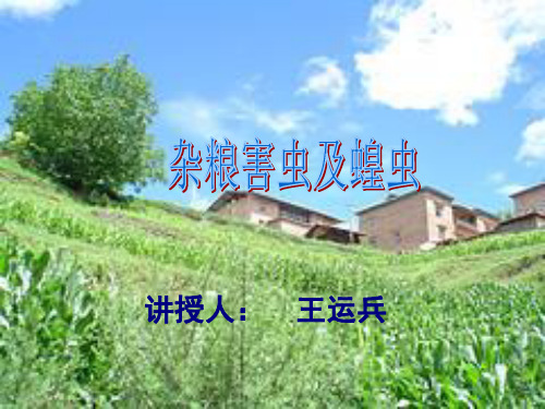 杂粮害虫与东亚飞蝗(新)