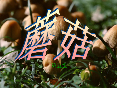蘑菇
