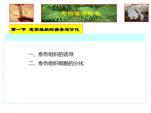 愈伤组织细胞的分化