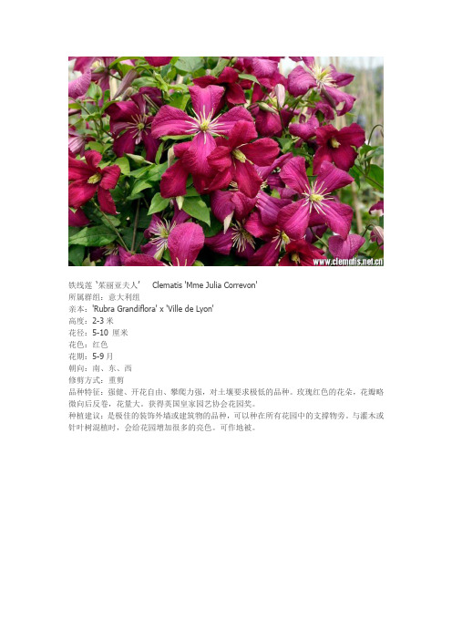 铁线莲