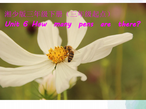 湘少版-英语-三下--Unit 6 How many pens are there？教学课件