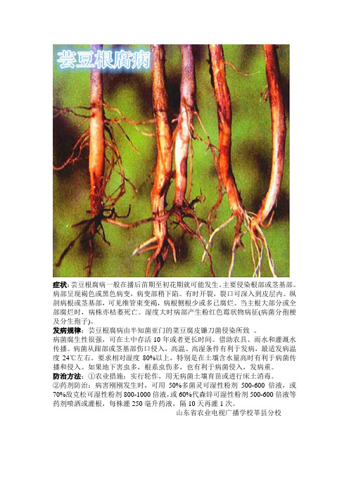 芸豆根腐病