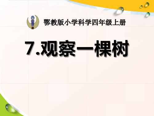 《观察一棵树》寻访校园里的动植物2 图文