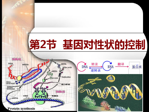 人教版高中生物必修二《基因对性状的控制》-ppt精品课件