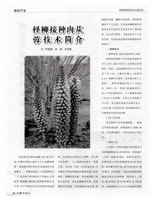 柽柳接种肉苁蓉技术简介