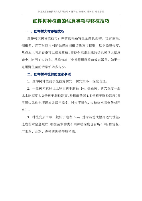 红榉树种植前的注意事项与移植技巧