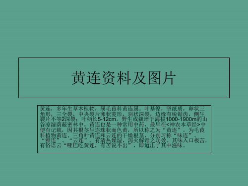黄连资料及图片ppt课件