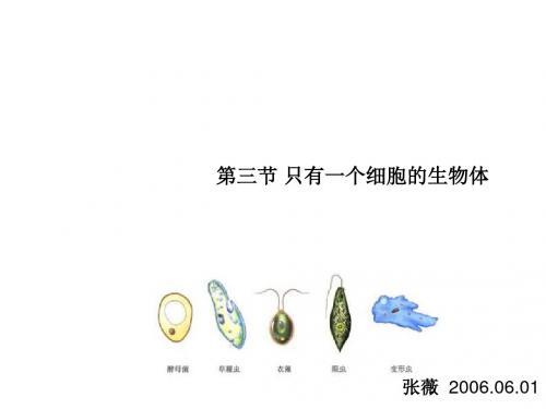 只有一个细胞的生物体1