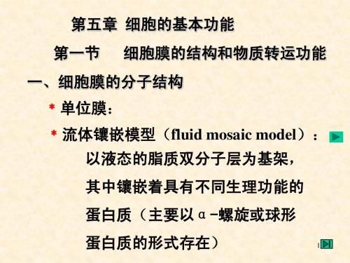 人体机能学05