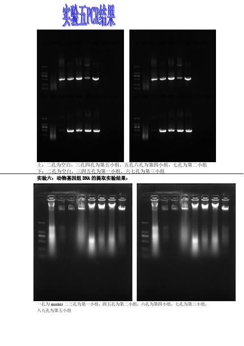 分子生物学实验